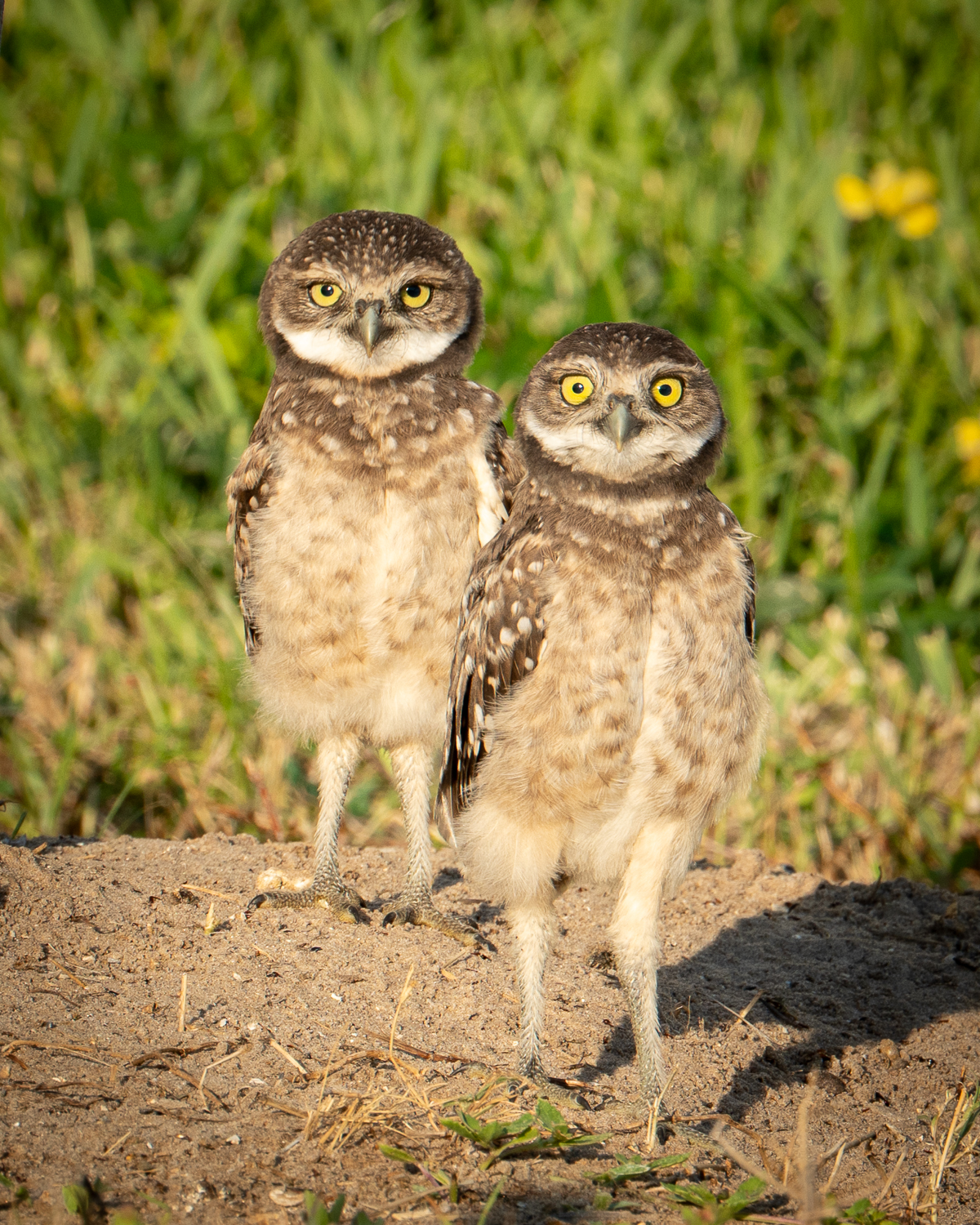 Owls