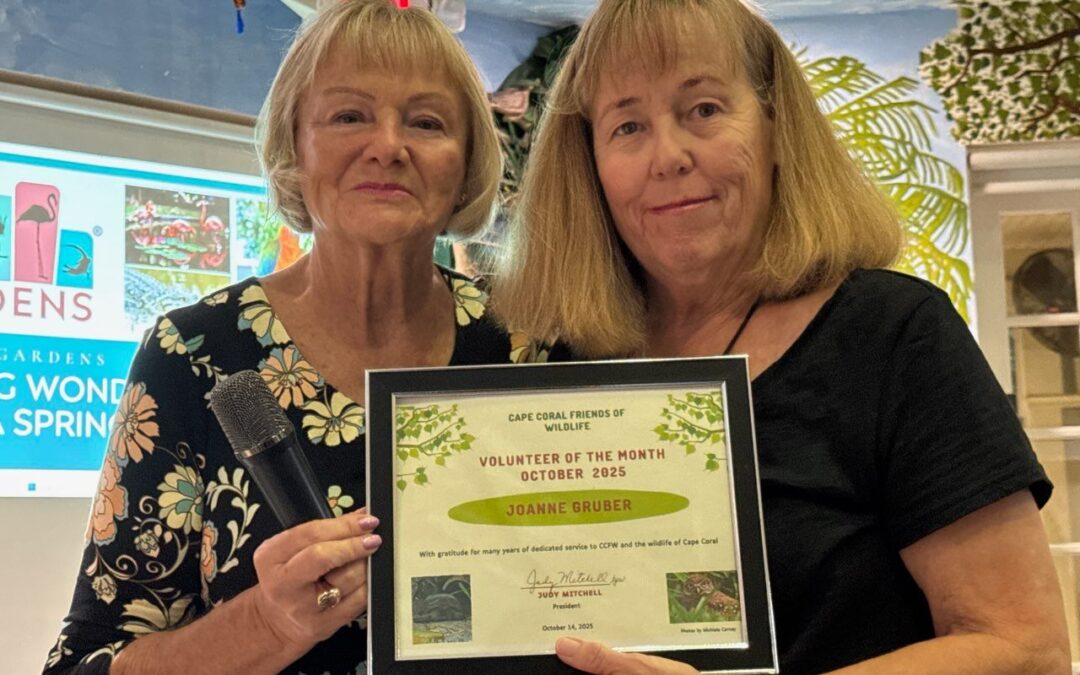 Volunteer of the Month – October 2025