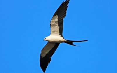 Join Us For a Guided Nature Walk at CREW Marsh Trails