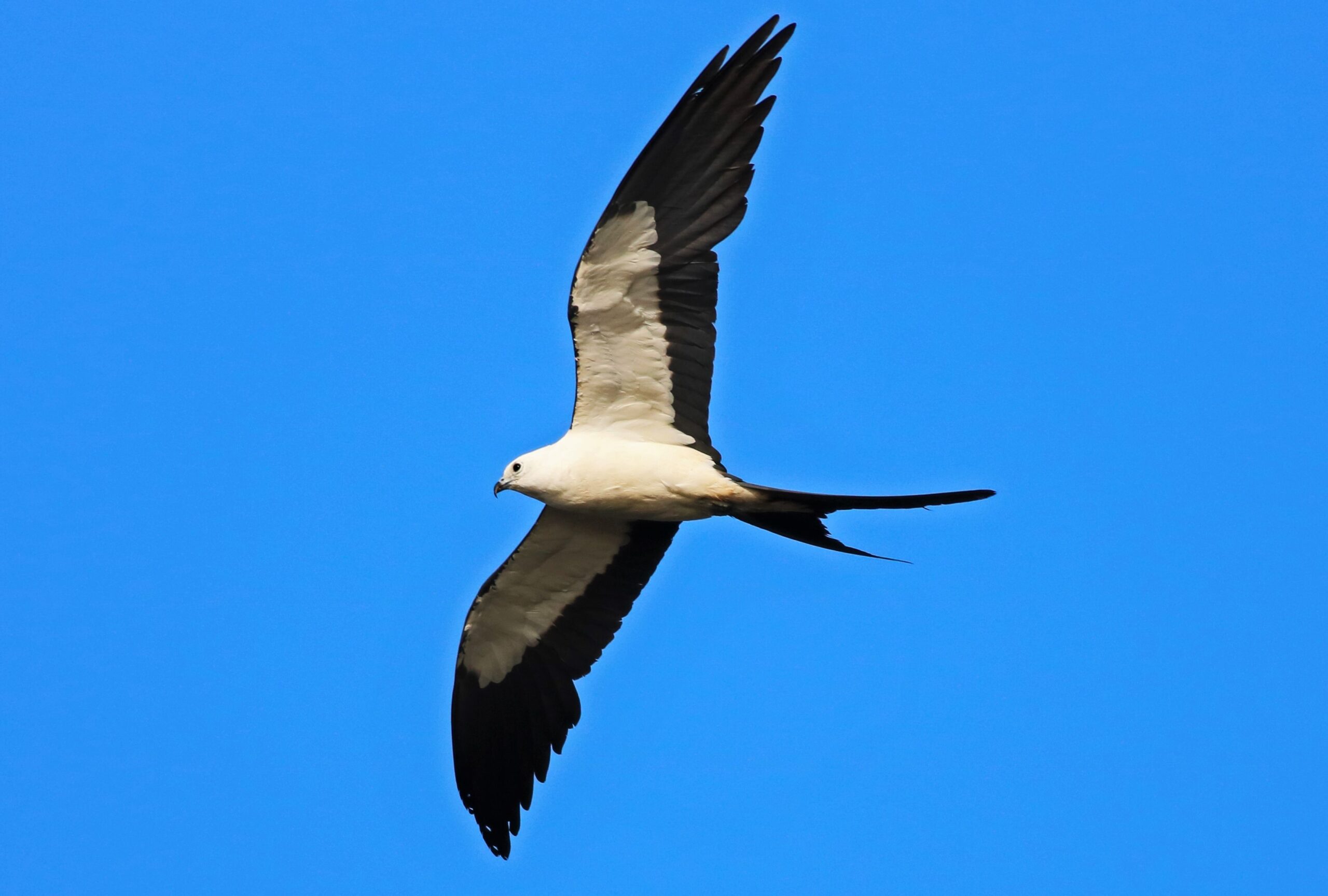 Swallowtail Kite