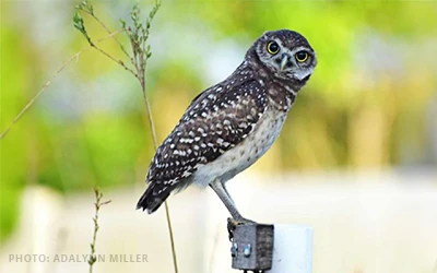 2026-Ground-Owl-Day-Featured