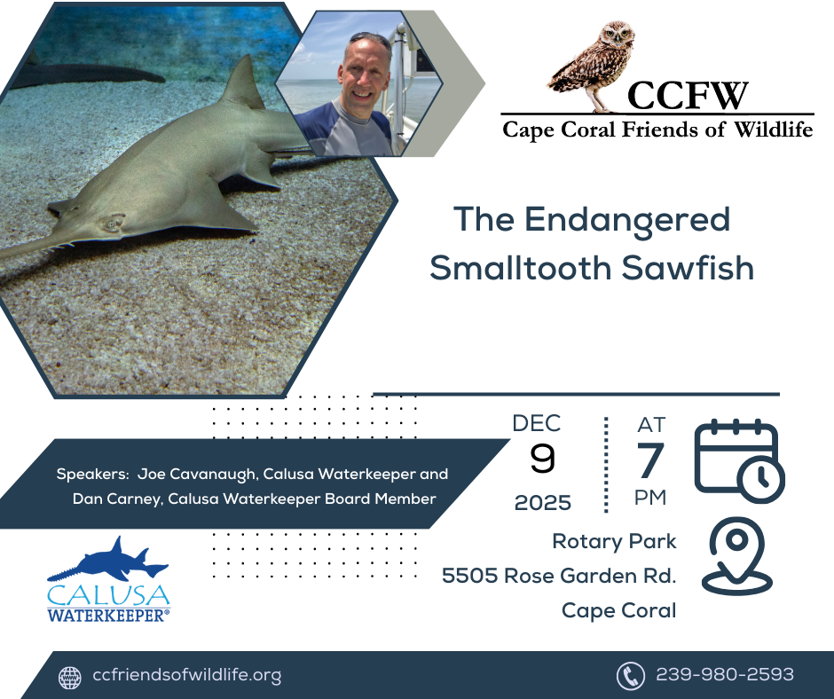 Dec 2025 General Meeting