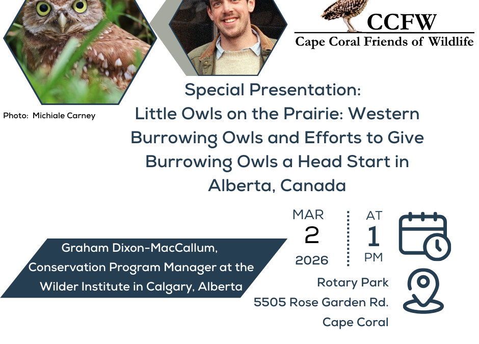 Cape Coral Friends of Wildlife to Host Special Burrowing Owl Presentation on March 2