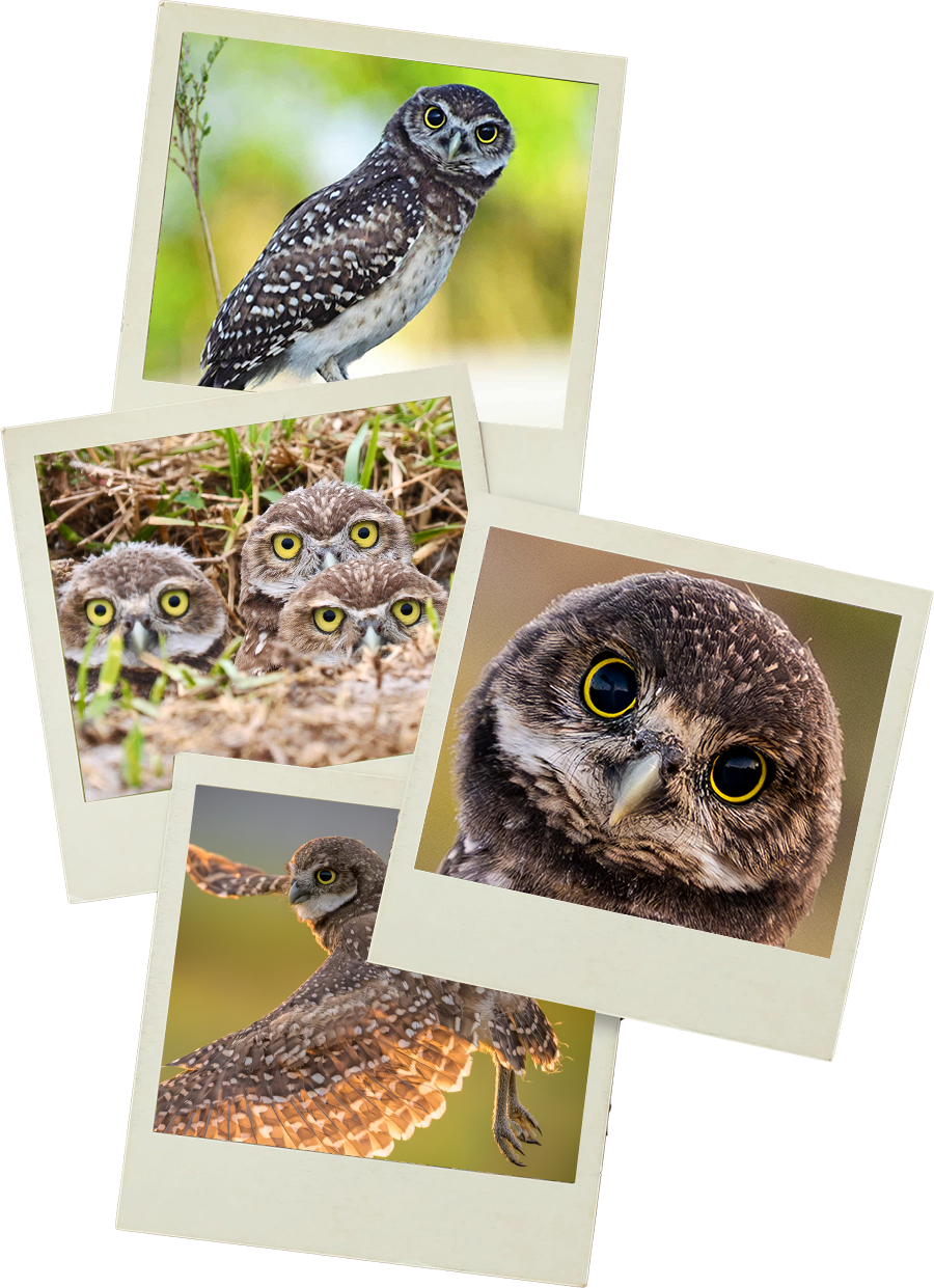 2025_Burrowing_Owl_Photo_Contest_Winner_Photo_Collage