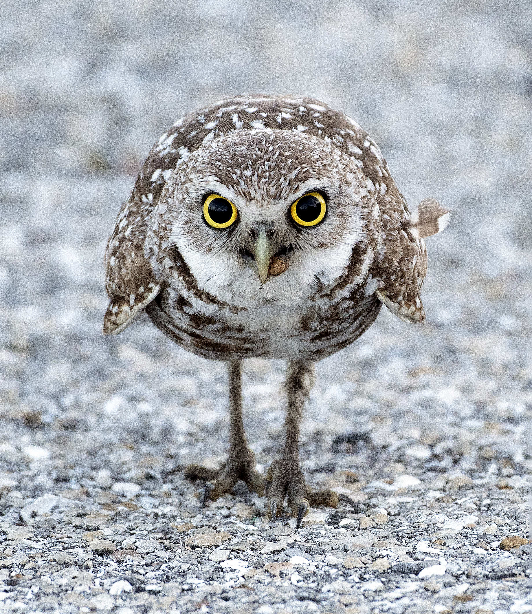 Durshimer, Meg (1)-Adult Division 5.11.26 Robert Brinleys photo wins third place at the 2025 burrowing owl photo contest