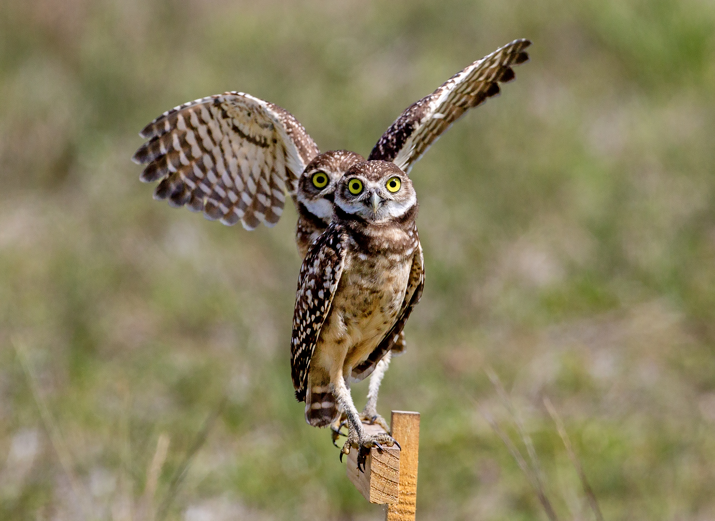 Fortune, Dick - Adult Division 5.1.26 Robert Brinleys photo wins third place at the 2025 burrowing owl photo contest