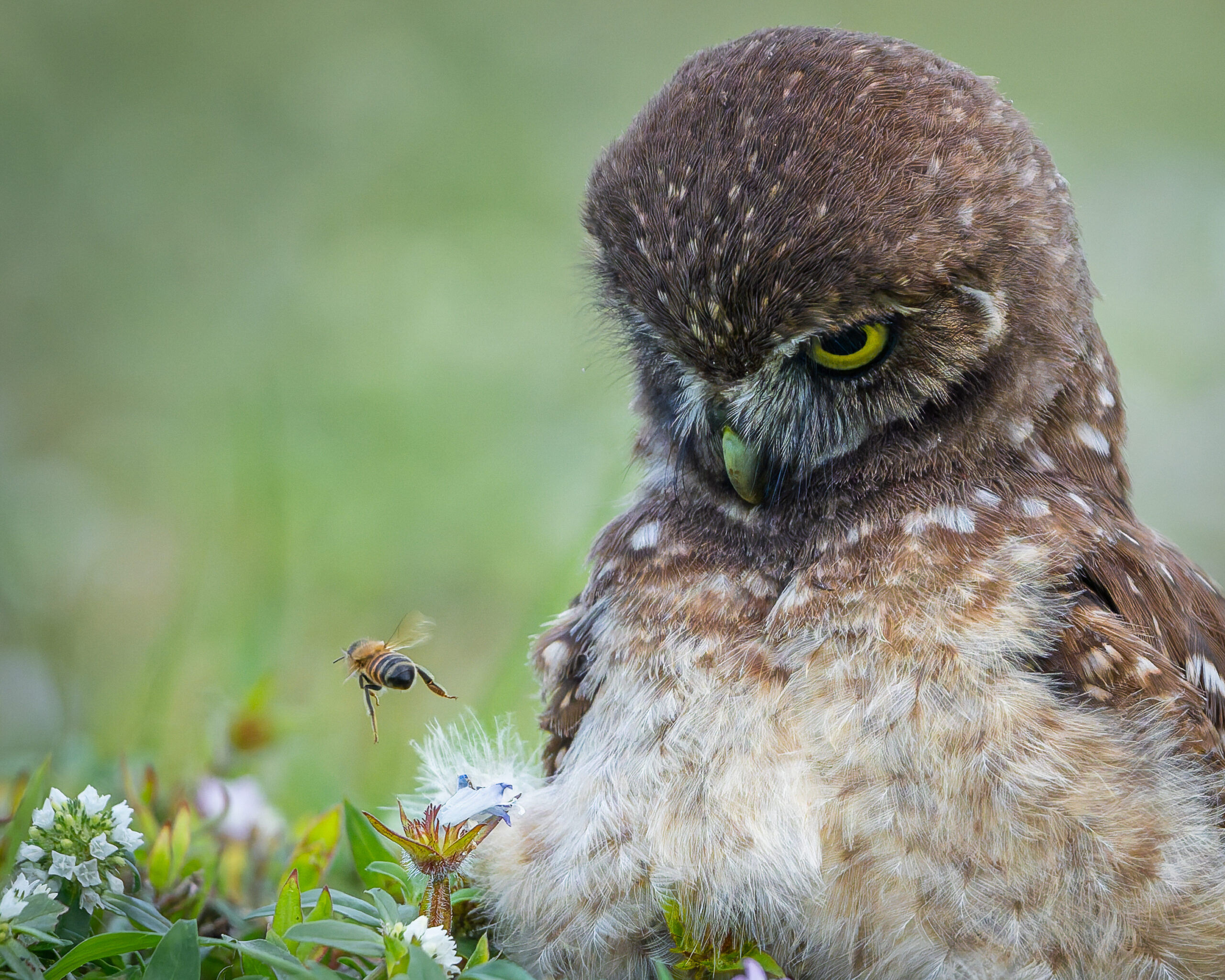 Gerlovin, Mark - Adult Division 5.16.26 Photo by Sam Troyer , honorable mention for the 2025 Burrowing Owl Photo Contest