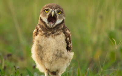 2026 Burrowing Owl Photo Contest Results