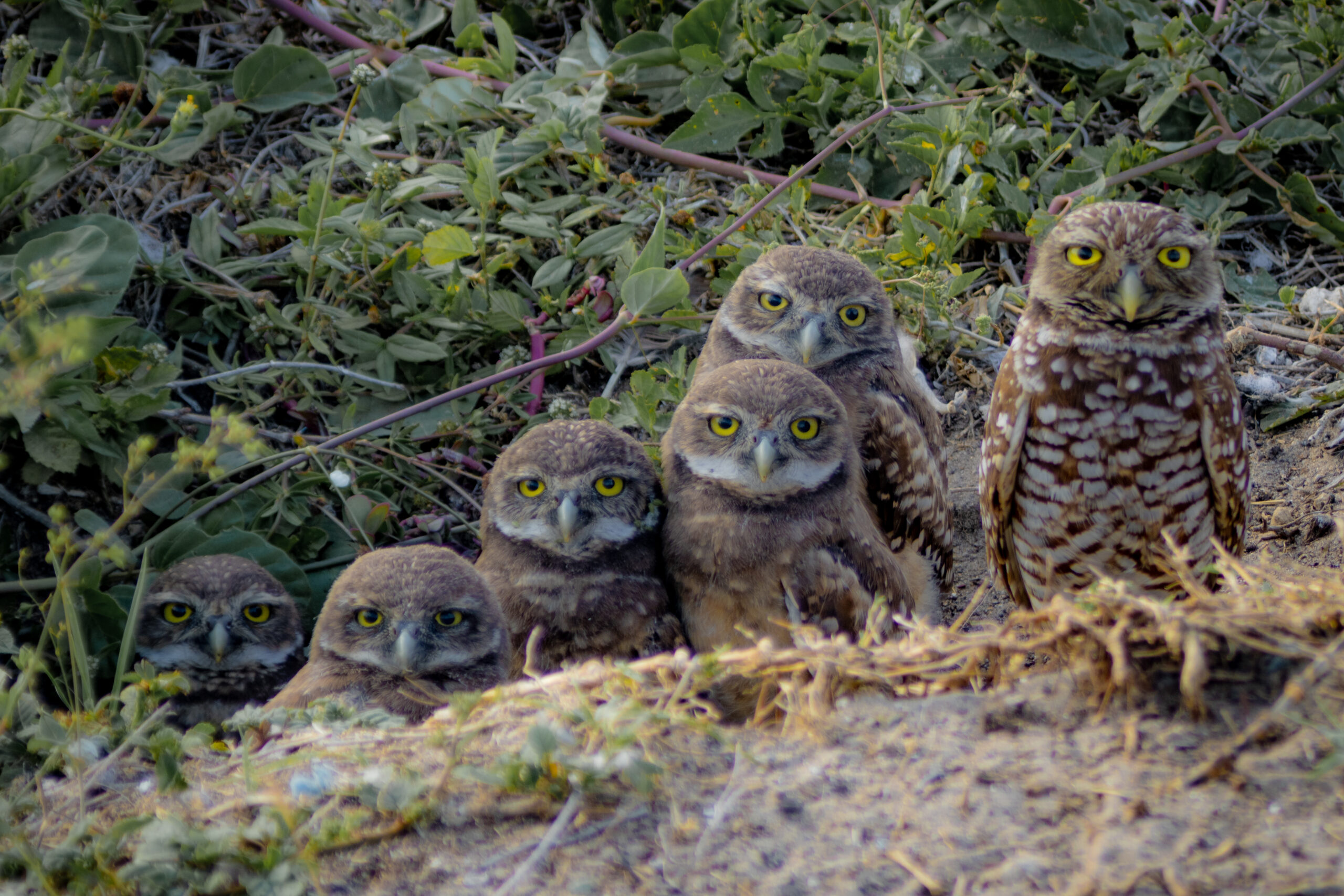 Strohmayer, James (1)- Adult Division 5.6.26 Photo by Harper Bubley, honorable mention for the 2025 Burrowing Owl Photo Contest
