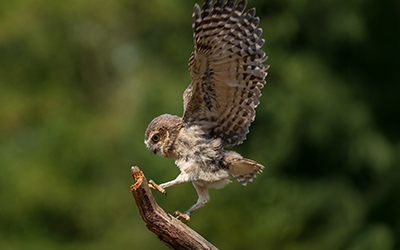 Record Burrowing Owl Census Offers Hope Amid Rapid Development