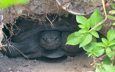 Urban Gopher Tortoises Find a Home in Cape Coral