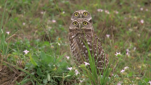 Wildlife group seeks $900K state grant for burrowing owl habitats in Cape Coral